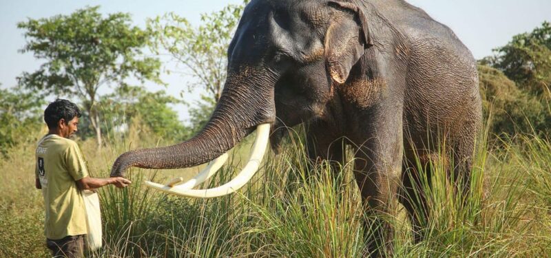 From Agra: Visit to Wildlife SOS Elephant Conservation Trip - Frequently Asked Questions