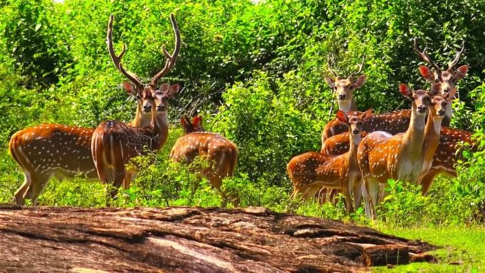 From : Ahungalla/ Ambalangoda - Udawalawe Safari - Arugambay - Contact Details