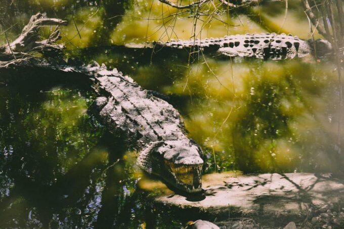 From : Ahungalla/ Ambalangoda - Udawalawe Safari - Arugambay - Frequently Asked Questions