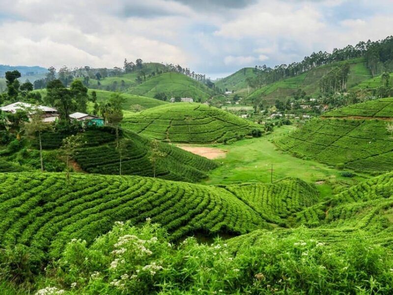From - Ahungalla / Balapitiya / Ambalangoda Day Trip To Ella - Little Adams Peak