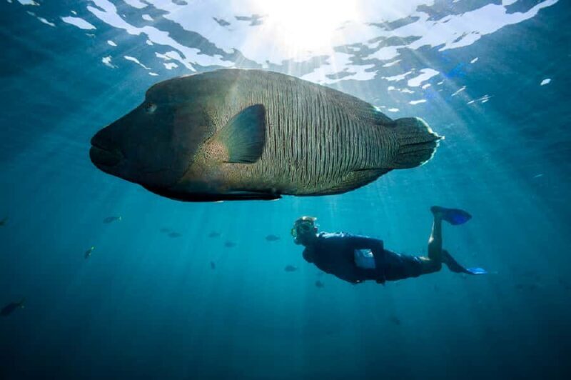 From Airlie Beach: Great Barrier Reef Adventure Cruise - Final Thoughts: Is It Worth It?