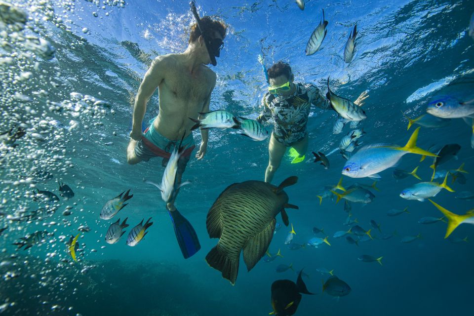 From Airlie Beach: Langford Island Sailing Trip W/ Snorkel - Key Points
