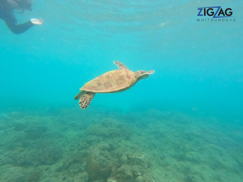 From Airlie Beach: Whitehaven and Chalkies Beaches Day Tour - Recap