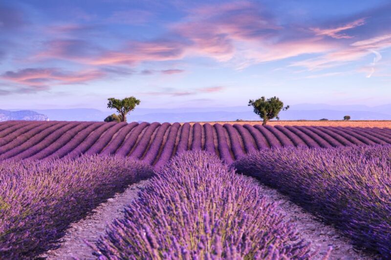 From Aix: Day Trip to Valensole Lavender Fields in Provence - Key Points
