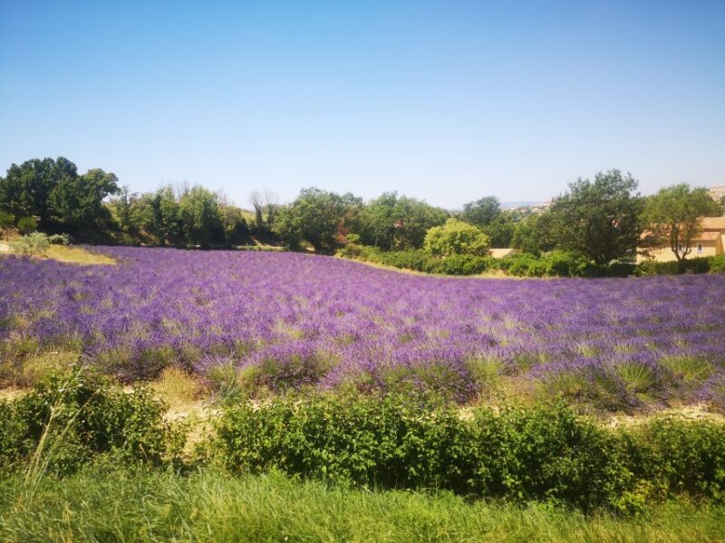 From Aix: Day Trip to Valensole Lavender Fields in Provence - Itinerary and Highlights
