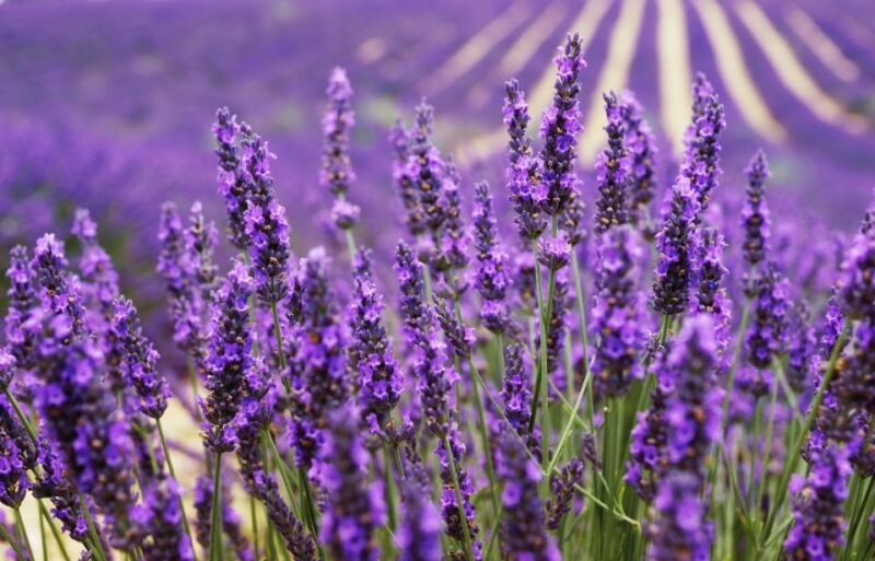 From Aix: Day Trip to Valensole Lavender Fields in Provence - Transportation and Pickup