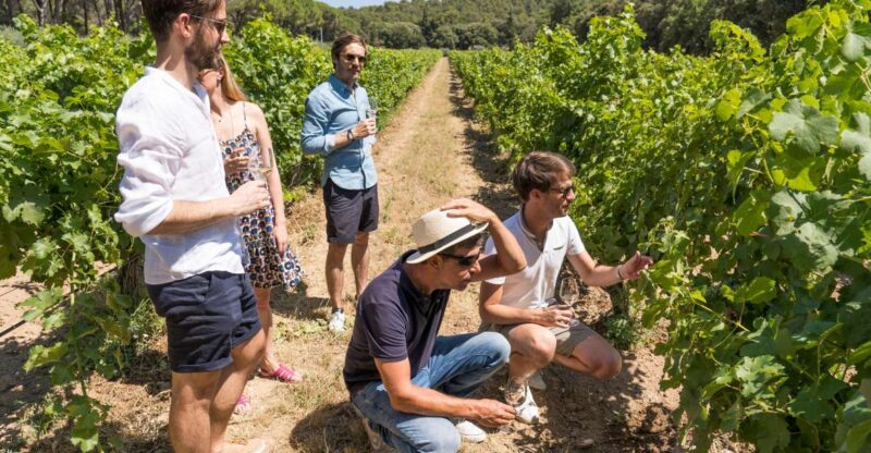 From Aix-en-Provence: Half-day Wine Tour Cezanne Countryside - Itinerary and Highlights