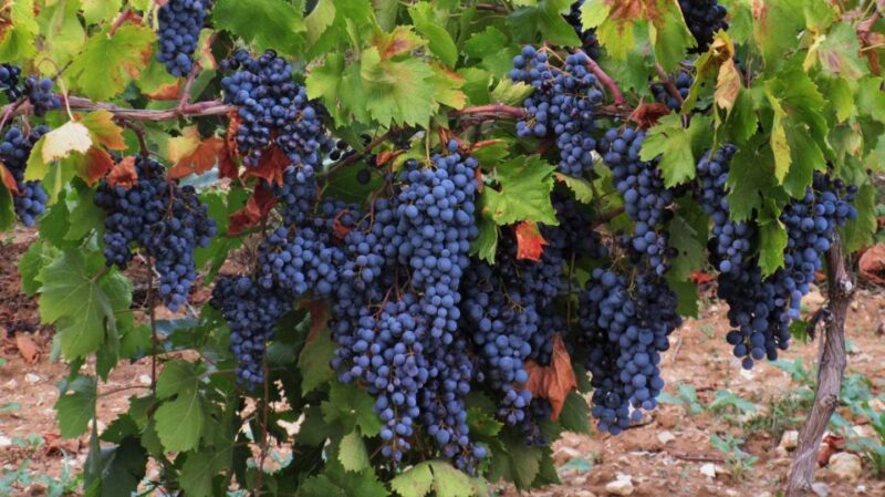 From Aix-en-Provence: Half-day Wine Tour Cezanne Countryside - Transportation and Guide Services