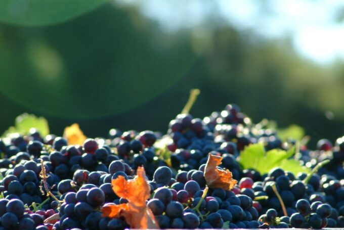 From Aix En Provence: Half-Day Wine Tour in Provence - Vineyard 2: Guided Tour