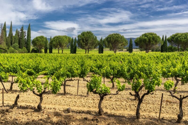 From Aix-en-Provence: Half-Day Wine Tour - Tour Logistics