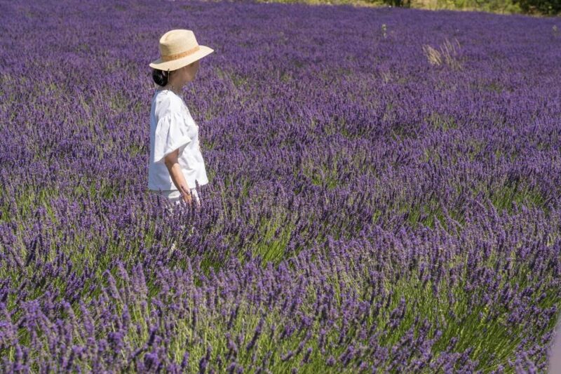 From Aix-en-Provence: Lavender Half Day Tour - Booking and Flexibility