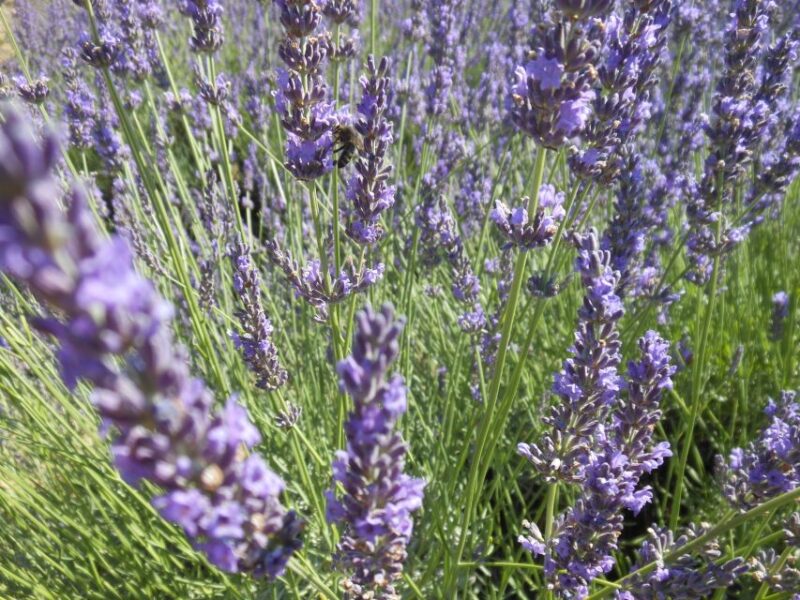 From Aix-en-Provence: Valensole Lavender Full-Day Tour - Important Information