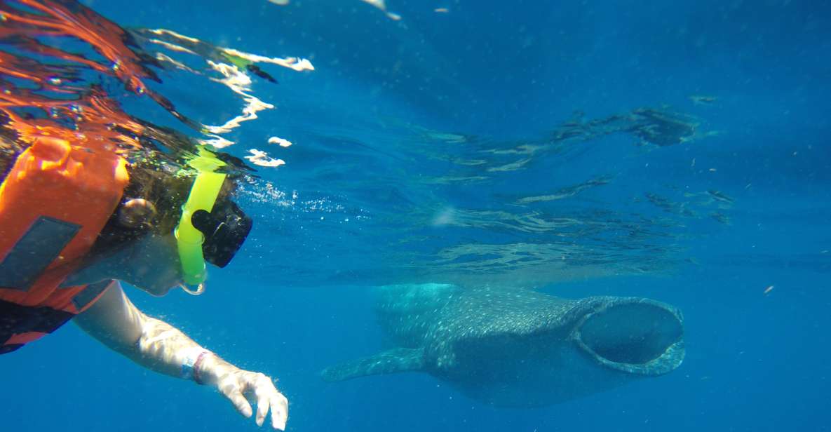 From Akumal: Whale Shark Tour - Key Points