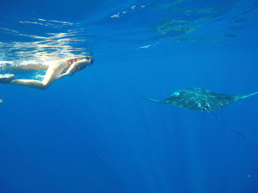 From Akumal: Whale Shark Tour - Inclusions and Highlights