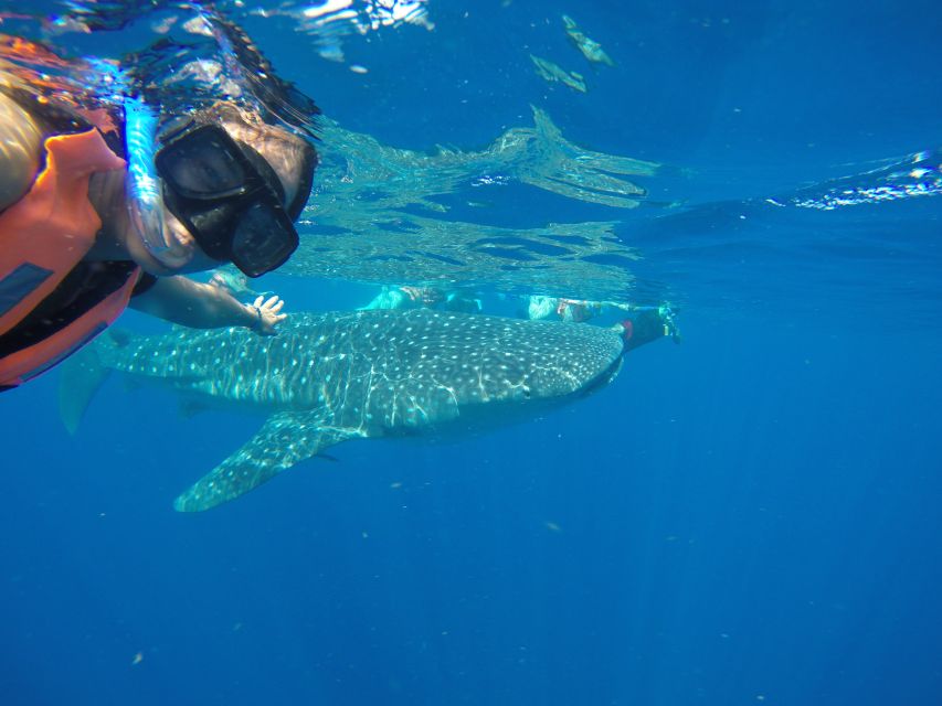 From Akumal: Whale Shark Tour - Restrictions and Requirements