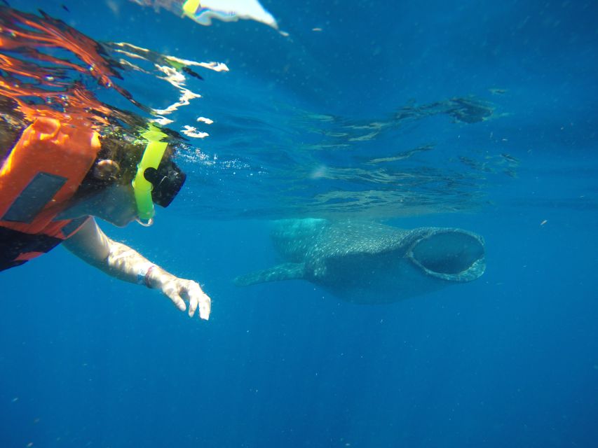 From Akumal: Whale Shark Tour - Booking Details and Availability