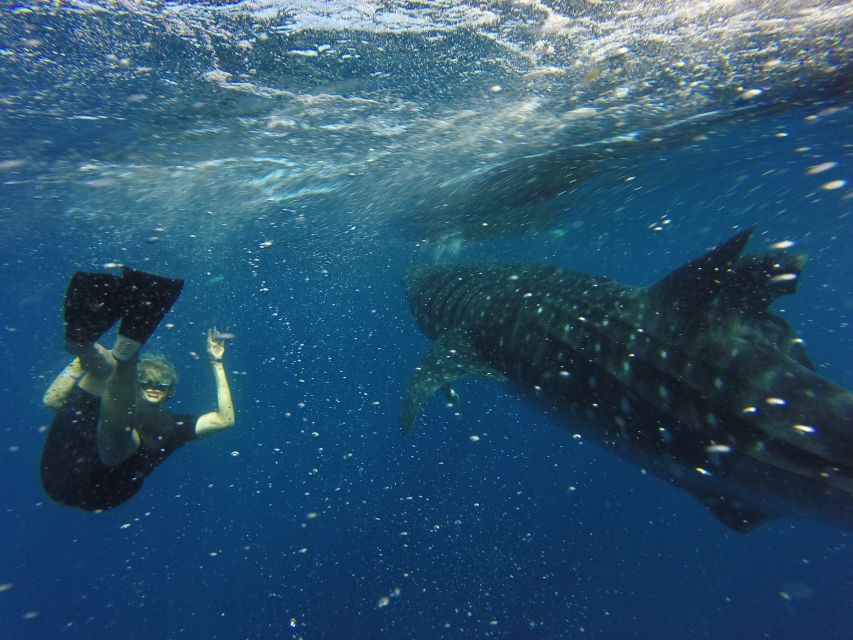 From Akumal: Whale Shark Tour - Exploring Playa Norte on Isla Mujeres