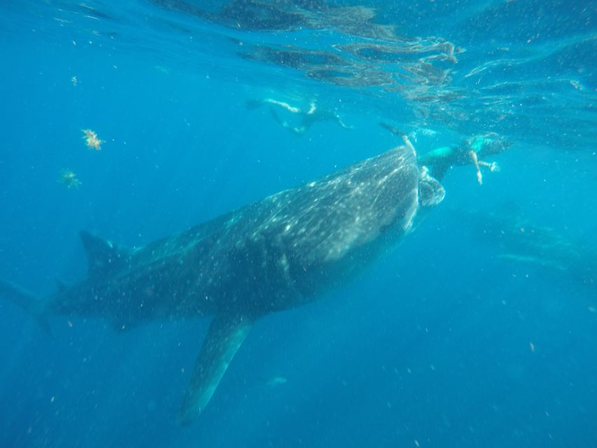 From Akumal: Whale Shark Tour - Encountering the Gentle Giants