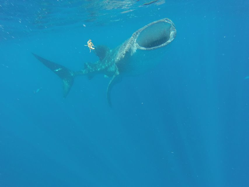 From Akumal: Whale Shark Tour - Snorkeling Duration and Experience