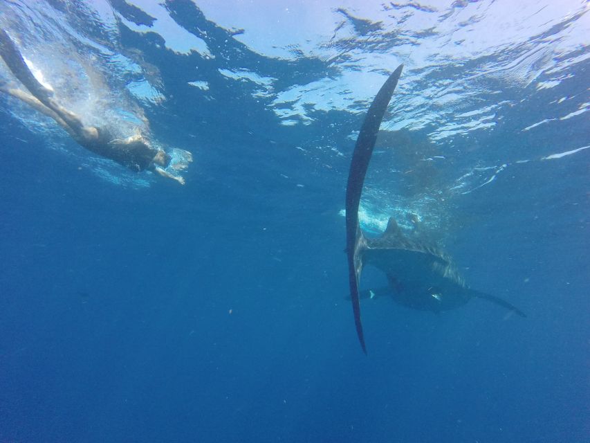 From Akumal: Whale Shark Tour - Frequently Asked Questions