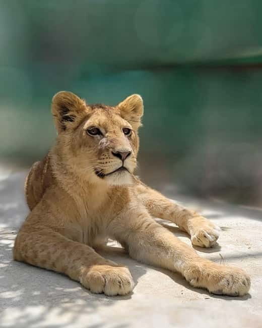 From Alanya: Lion Safari & Green Canyon Splash Feast w/Lunch - Starting in Manavgat: Setting the Tone for Adventure