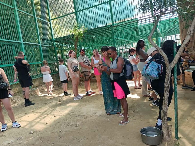 From Alanya: Lion Safari & Green Canyon Splash Feast w/Lunch - What Stands Out
