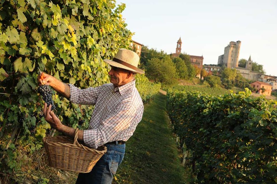From Alba: Barolo & Barbaresco Wine Tasting Tour - Booking and Availability