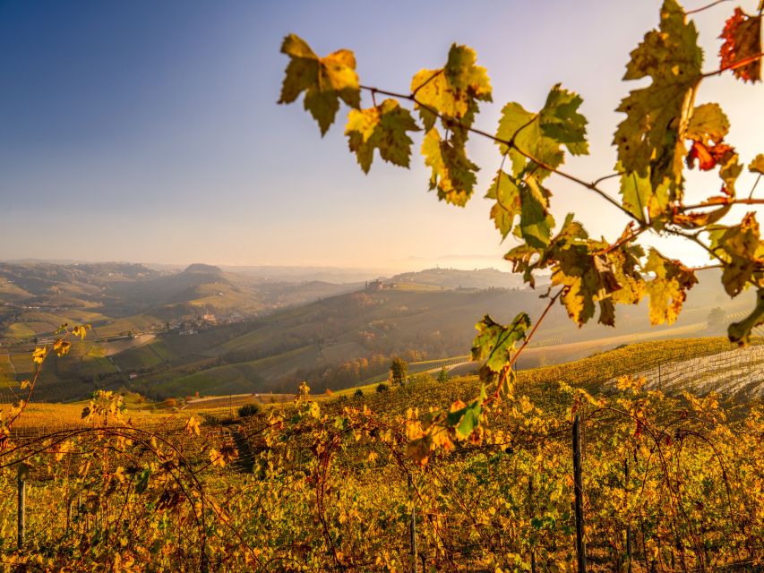 From Alba: Barolo & Barbaresco Wine Tasting Tour - Barolo Wine Region
