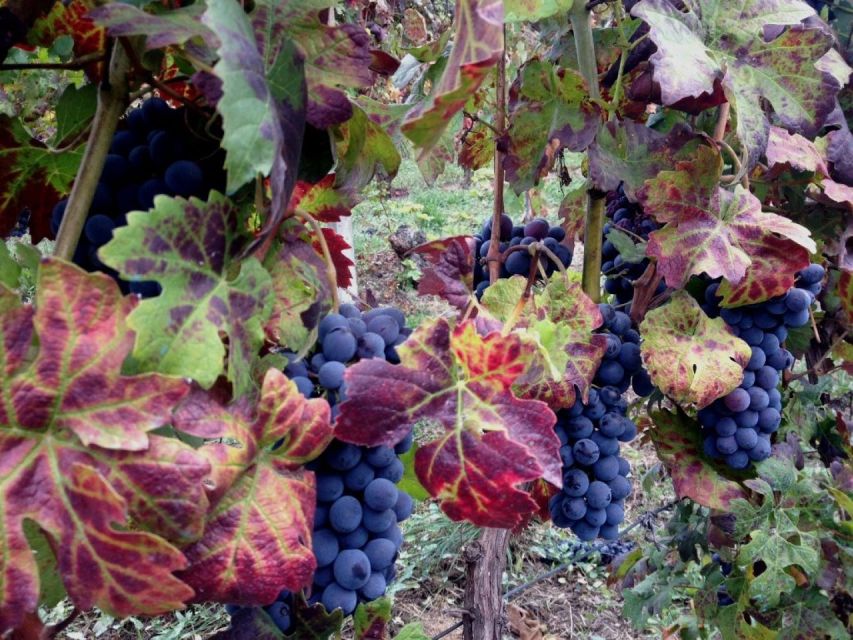 From Alba: Barolo & Barbaresco Wine Tasting Tour - Frequently Asked Questions