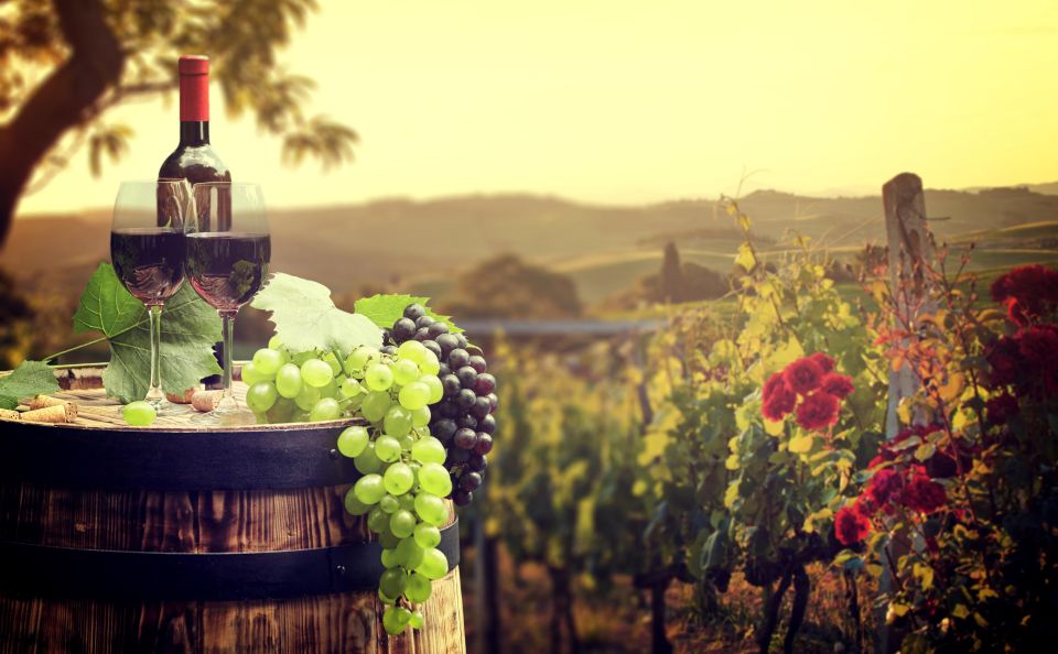 From Alba/Turin: Langhe Wine Day Trip With Tastings & Lunch - Private Driver Service