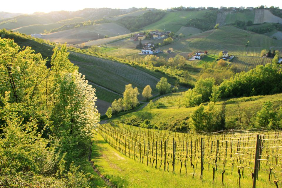 From Alba/Turin: Langhe Wine Day Trip With Tastings & Lunch - Pricing and Availability