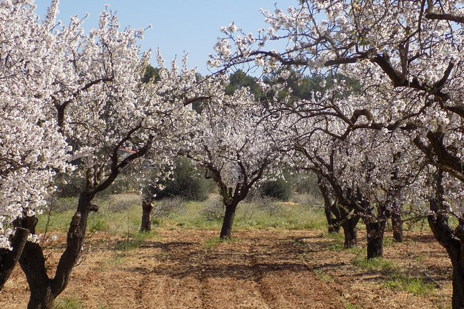 From Albir, Altea, Benidorm & Calpe: Jalón Valley Excursion - Reviews and Feedback