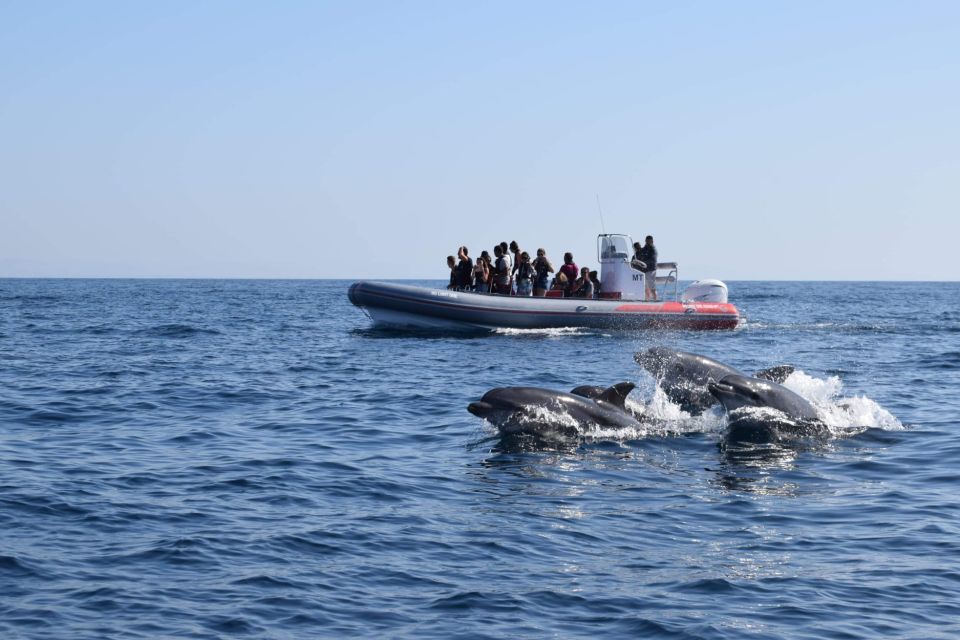 From Albufeira: Benagil Caves and Dolphins Guided Boat Tour - Key Points