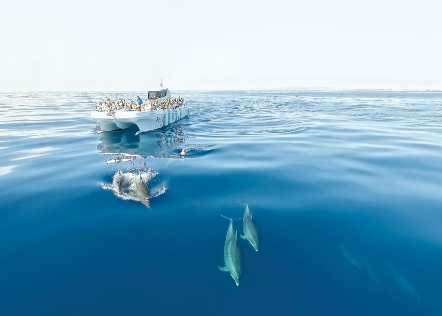 From Albufeira: Dolphins and Caves 2.5-Hour Boat Trip - Experience Highlights