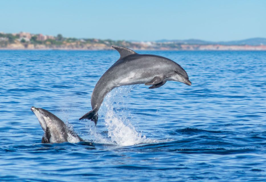 From Albufeira: Dolphins and Caves 2.5-Hour Boat Trip - Meeting Point