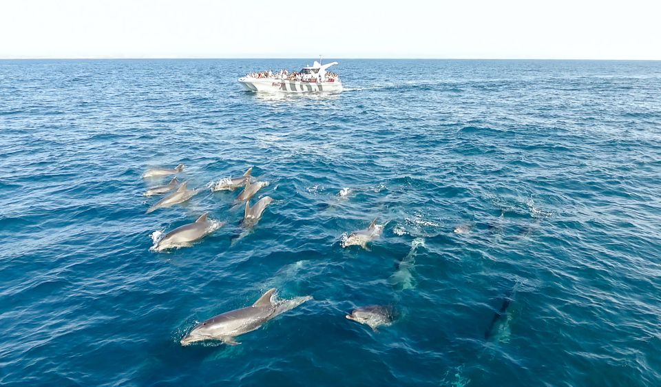 From Albufeira: Dolphins and Caves 2.5-Hour Boat Trip - Boat Specifications