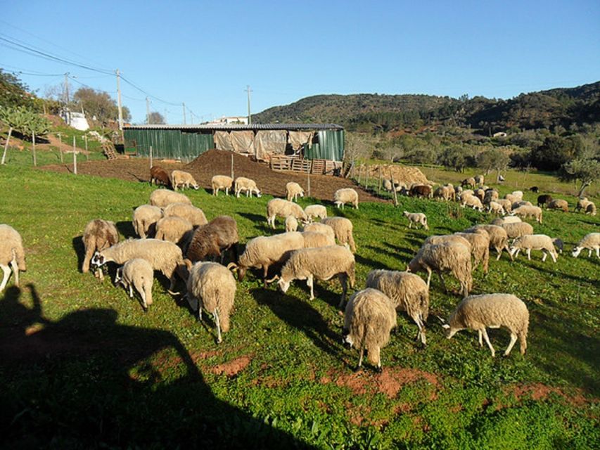 From Albufeira: Half-Day Algarve Jeep Safari - Visitor Reviews