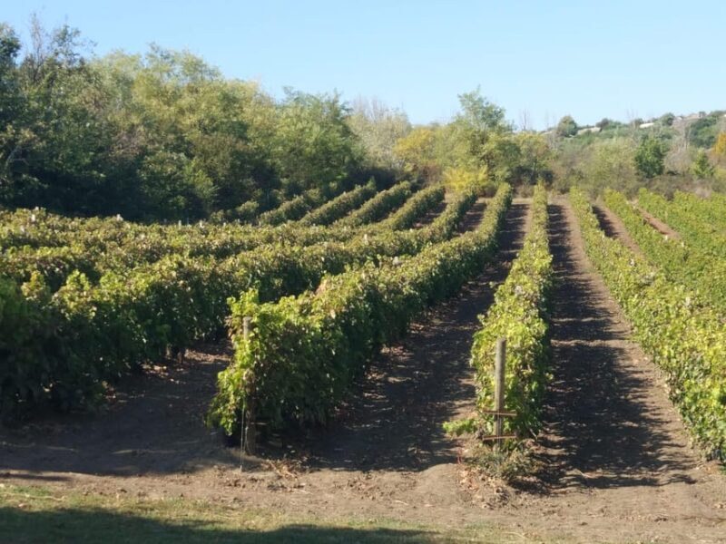 From Alicante and Elche: Guided Tour to Vineyard and Winery With Tasting. - Key Points