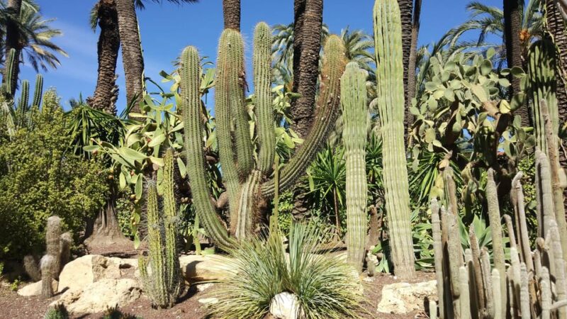 From Alicante: Tour to the National Botanical Garden - Itinerary and Logistics