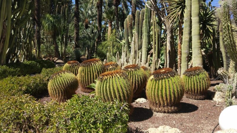 From Alicante: Tour to the National Botanical Garden - Garden Highlights and Features