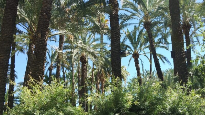 From Alicante: Tour to the National Botanical Garden - Visitor Experience and Audio Guide