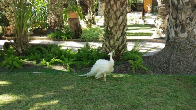 From Alicante: Tour to the National Botanical Garden - Solo Travelers and Group Discounts