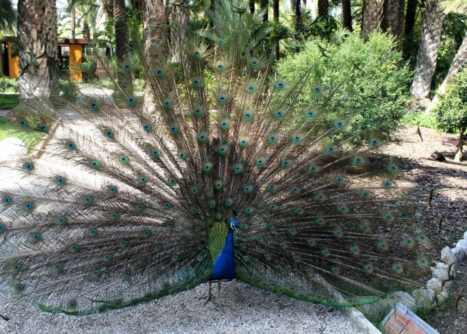From Alicante: Tour to the National Botanical Garden - Frequently Asked Questions