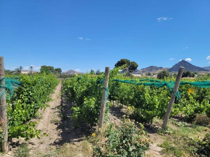 From Alicante: Winery Tour and Wine Tasting With Tapas - Grape Varieties and Terroir