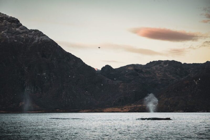 From Alta: Small Group Whale Watching by RIB - Key Points