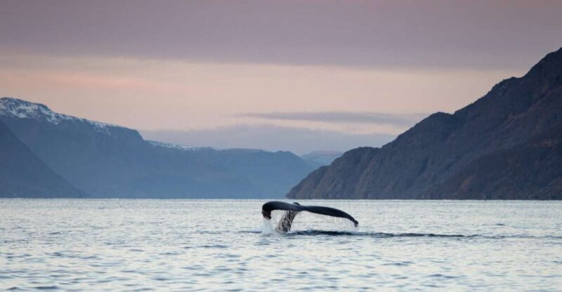 From Alta: Small Group Whale Watching by RIB - The Experience: What You Can Expect on the Tour