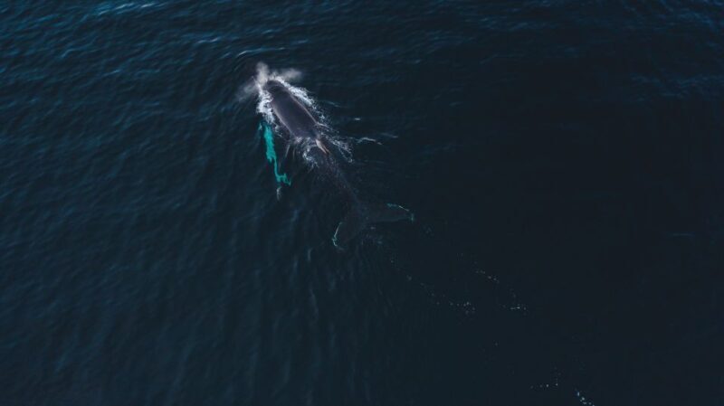 From Alta: Small Group Whale Watching by RIB - The Sum Up: Who Will Love This Tour?