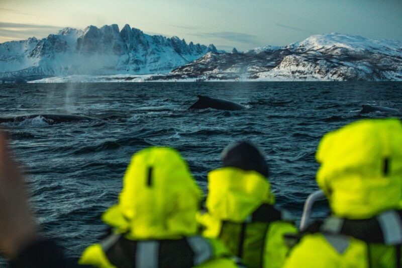 From Alta: Small Group Whale Watching by RIB - FAQs