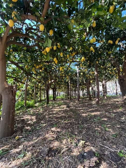 From Amalfi: Lemon Tour with Tasting Session and Transfer - Lemon Tastings and Local Flavors