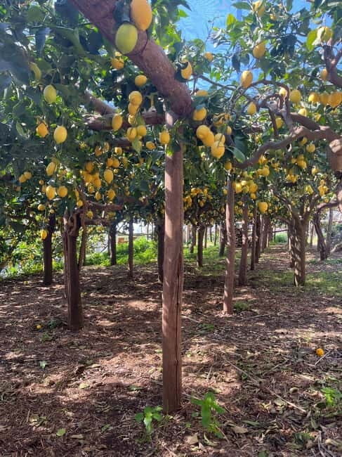 From Amalfi: Lemon Tour with Tasting Session and Transfer - Practical Tips for Travelers